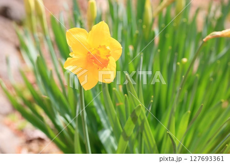 黄色の小さいスイセンの花　ティタティタ 127693361