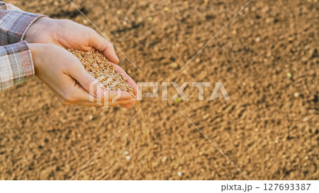 Close-up farmer's hands pouring seeds into fertile soil, symbolizing the beginning of a new agricultural season. Grower holding grain for sowing in field at sunset. Food business ads, ecology concept Close-up farmer's hands pouring seeds into fertile soil, symbolizing the beginning of a new agricultural season. Grower holding grain for sowing in field at sunset. Food business ads, ecology concept 127693387