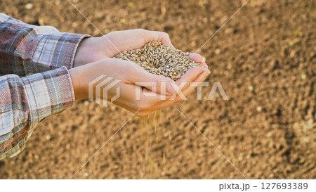 Close-up farmer's hands pouring seeds into fertile soil, symbolizing the beginning of a new agricultural season. Grower holding grain for sowing in field at sunset. Food business ads, ecology concept Close-up farmer's hands pouring seeds into fertile soil, symbolizing the beginning of a new agricultural season. Grower holding grain for sowing in field at sunset. Food business ads, ecology concept 127693389