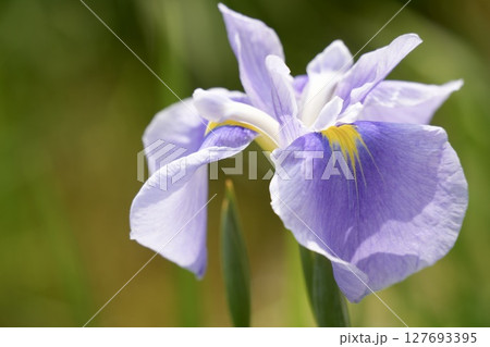 美しく咲く薄紫色の花 輝くハナショウブ 初夏 美しく咲く薄紫色の花 輝くハナショウブ 初夏 127693395
