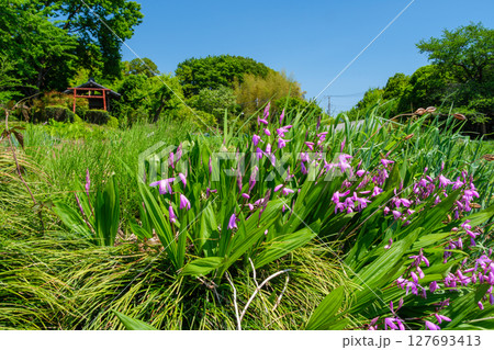 畑とシラン 畑とシラン 127693413