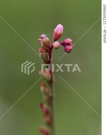 食虫植物 モウセンゴケ科トウカイコモウセンゴケ群落 食虫植物 モウセンゴケ科トウカイコモウセンゴケ群落 127693660