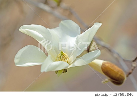 家の周りの草花 四季の色々 早春の公園の木々に白い小さなコブシの花が咲き始めました 家の周りの草花 四季の色々 早春の公園の木々に白い小さなコブシの花が咲き始めました 127693840