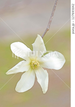 家の周りの草花 四季の色々 早春の公園の木々に白い小さなコブシの花が咲き始めました 家の周りの草花 四季の色々 早春の公園の木々に白い小さなコブシの花が咲き始めました 127693842