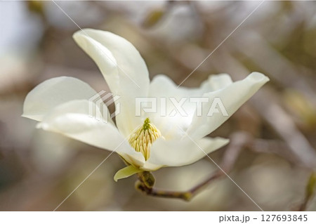 家の周りの草花　四季の色々　早春の公園の木々に白い小さなコブシの花が咲き始めました 127693845