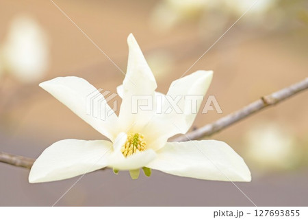家の周りの草花　四季の色々　早春の公園の木々に白い小さなコブシの花が咲き始めました 127693855