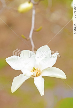 家の周りの草花　四季の色々　早春の公園の木々に白い小さなコブシの花が咲き始めました 127693856