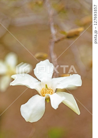 家の周りの草花 四季の色々 早春の公園の木々に白い小さなコブシの花が咲き始めました 家の周りの草花 四季の色々 早春の公園の木々に白い小さなコブシの花が咲き始めました 127693857
