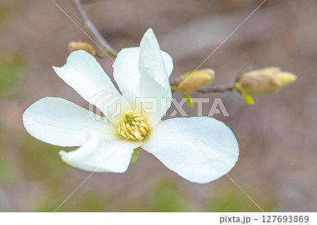 家の周りの草花　四季の色々　早春の公園の木々に白い小さなコブシの花が咲き始めました 127693869