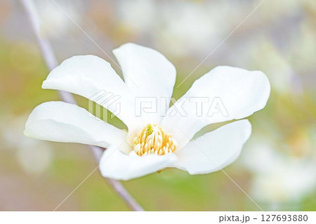 家の周りの草花　四季の色々　早春の公園の木々に白い小さなコブシの花が咲き始めました 127693880