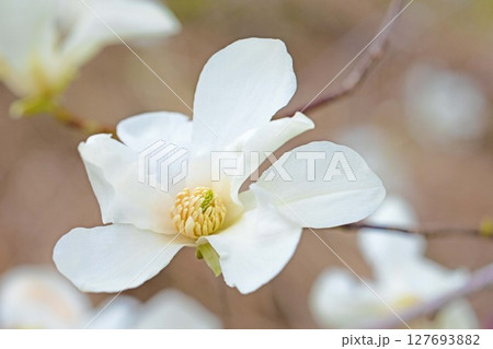 家の周りの草花　四季の色々　早春の公園の木々に白い小さなコブシの花が咲き始めました 127693882