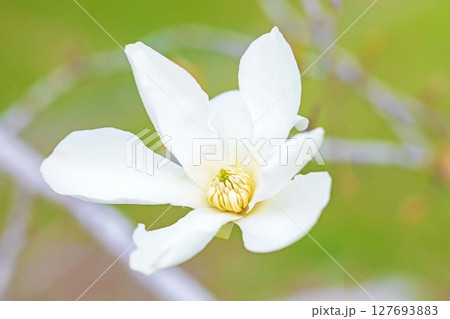 家の周りの草花　四季の色々　早春の公園の木々に白い小さなコブシの花が咲き始めました 127693883
