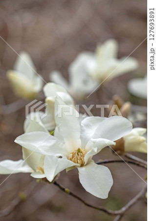 家の周りの草花 四季の色々 早春の公園の木々に白い小さなコブシの花が咲き始めました 家の周りの草花 四季の色々 早春の公園の木々に白い小さなコブシの花が咲き始めました 127693891