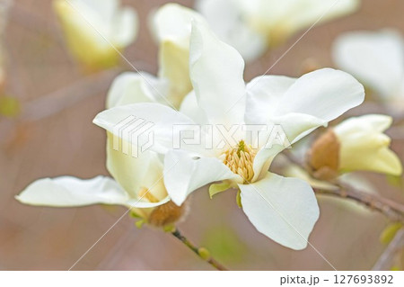 家の周りの草花　四季の色々　早春の公園の木々に白い小さなコブシの花が咲き始めました 127693892
