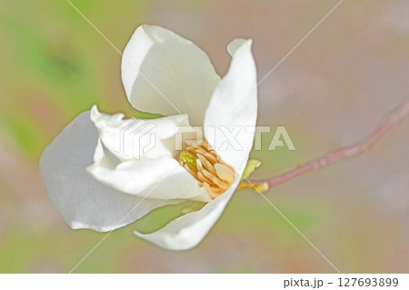 家の周りの草花　四季の色々　早春の公園の木々に白い小さなコブシの花が咲き始めました 127693899