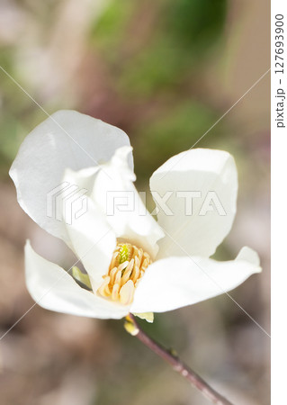 家の周りの草花 四季の色々 早春の公園の木々に白い小さなコブシの花が咲き始めました 家の周りの草花 四季の色々 早春の公園の木々に白い小さなコブシの花が咲き始めました 127693900