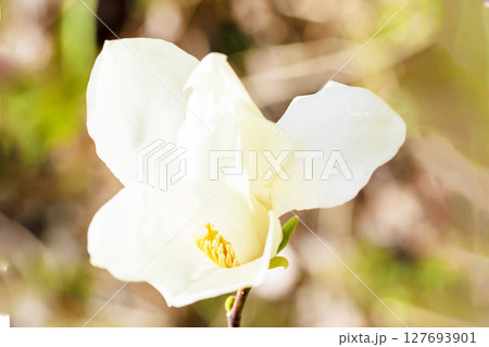 家の周りの草花　四季の色々　早春の公園の木々に白い小さなコブシの花が咲き始めました 127693901