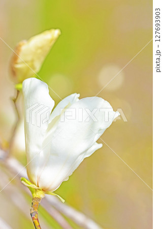家の周りの草花 四季の色々 早春の公園の木々に白い小さなコブシの花が咲き始めました 家の周りの草花 四季の色々 早春の公園の木々に白い小さなコブシの花が咲き始めました 127693903