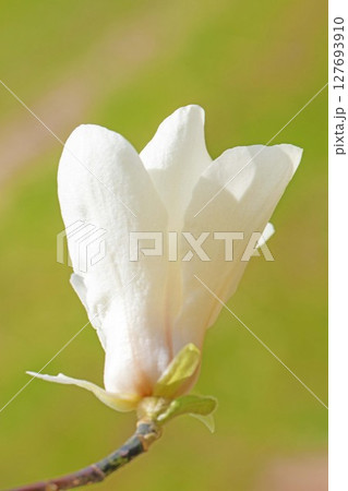 家の周りの草花 四季の色々 早春の公園の木々に白い小さなコブシの花が咲き始めました 家の周りの草花 四季の色々 早春の公園の木々に白い小さなコブシの花が咲き始めました 127693910