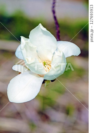 家の周りの草花　四季の色々　早春の公園の木々に白い小さなコブシの花が咲き始めました 127693913