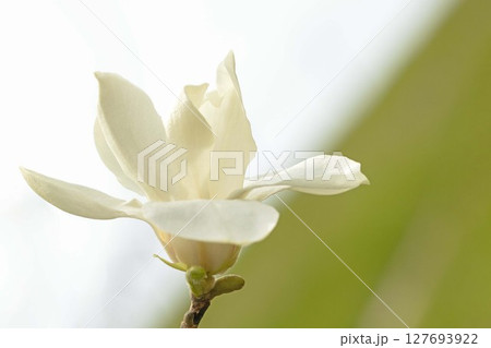 家の周りの草花　四季の色々　早春の公園の木々に白い小さなコブシの花が咲き始めました 127693922