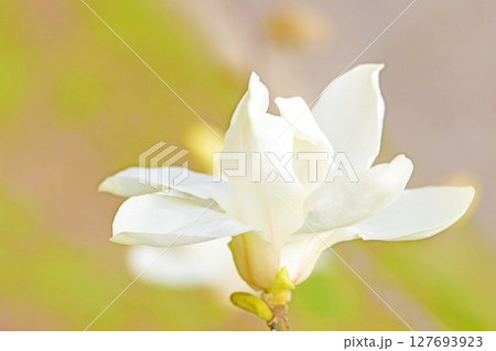 家の周りの草花　四季の色々　早春の公園の木々に白い小さなコブシの花が咲き始めました 127693923