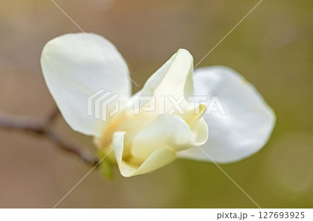 家の周りの草花 四季の色々 早春の公園の木々に白い小さなコブシの花が咲き始めました 家の周りの草花 四季の色々 早春の公園の木々に白い小さなコブシの花が咲き始めました 127693925