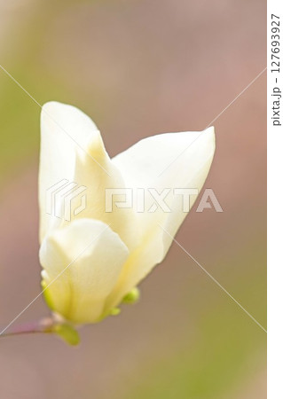 家の周りの草花 四季の色々 早春の公園の木々に白い小さなコブシの花が咲き始めました 家の周りの草花 四季の色々 早春の公園の木々に白い小さなコブシの花が咲き始めました 127693927