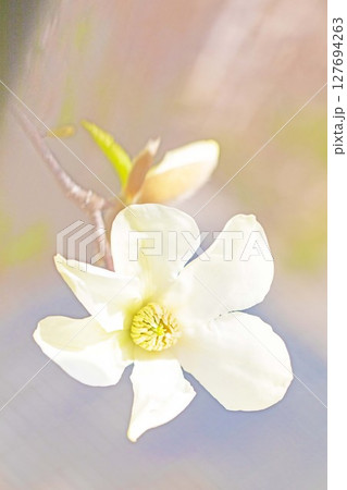 家の周りの草花 四季の色々 公園の木々に白く美しい小さなコブシの花が咲き始めなした 家の周りの草花 四季の色々 公園の木々に白く美しい小さなコブシの花が咲き始めなした 127694263