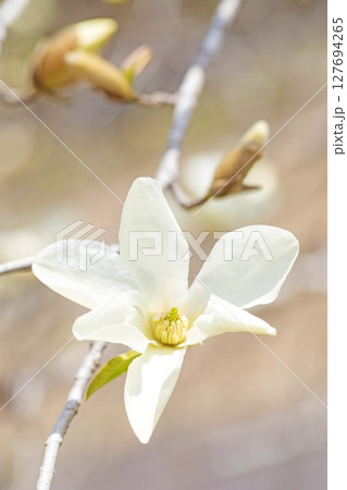 家の周りの草花　四季の色々　公園の木々に白く美しい小さなコブシの花が咲き始めなした 127694265