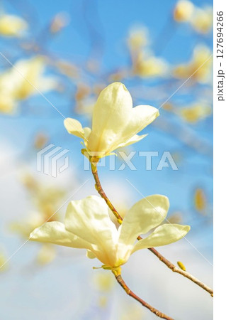 家の周りの草花 四季の色々 公園の木々に白く美しい小さなコブシの花が咲き始めなした 家の周りの草花 四季の色々 公園の木々に白く美しい小さなコブシの花が咲き始めなした 127694266