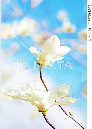 家の周りの草花 四季の色々 公園の木々に白く美しい小さなコブシの花が咲き始めなした 家の周りの草花 四季の色々 公園の木々に白く美しい小さなコブシの花が咲き始めなした 127694267