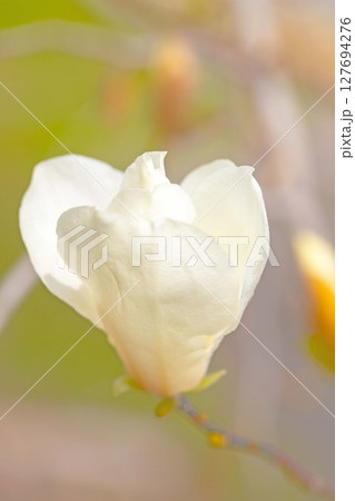 家の周りの草花　四季の色々　公園の木々に白く美しい小さなコブシの花が咲き始めなした 127694276