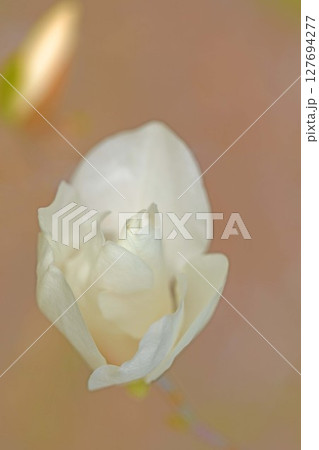 家の周りの草花 四季の色々 公園の木々に白く美しい小さなコブシの花が咲き始めなした 家の周りの草花 四季の色々 公園の木々に白く美しい小さなコブシの花が咲き始めなした 127694277