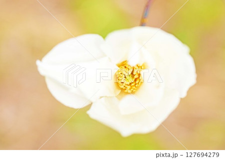 家の周りの草花 四季の色々 公園の木々に白く美しい小さなコブシの花が咲き始めなした 家の周りの草花 四季の色々 公園の木々に白く美しい小さなコブシの花が咲き始めなした 127694279