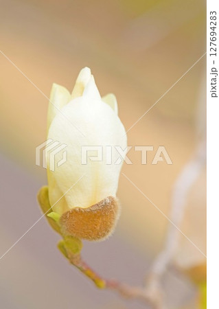家の周りの草花 四季の色々 公園の木々に白く美しい小さなコブシの花が咲き始めなした 家の周りの草花 四季の色々 公園の木々に白く美しい小さなコブシの花が咲き始めなした 127694283