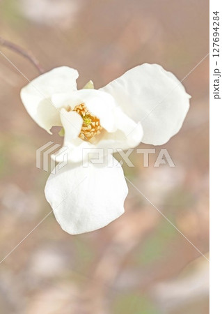 家の周りの草花 四季の色々 公園の木々に白く美しい小さなコブシの花が咲き始めなした 家の周りの草花 四季の色々 公園の木々に白く美しい小さなコブシの花が咲き始めなした 127694284