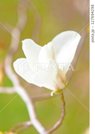 家の周りの草花 四季の色々 公園の木々に白く美しい小さなコブシの花が咲き始めなした 家の周りの草花 四季の色々 公園の木々に白く美しい小さなコブシの花が咲き始めなした 127694298
