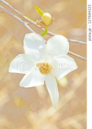 家の周りの草花　四季の色々　公園の木々に白く美しい小さなコブシの花が咲き始めなした 127694325