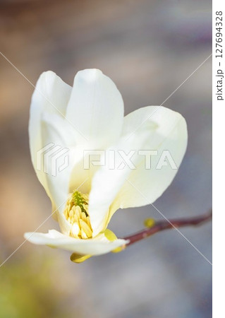 家の周りの草花 四季の色々 公園の木々に白く美しい小さなコブシの花が咲き始めなした 家の周りの草花 四季の色々 公園の木々に白く美しい小さなコブシの花が咲き始めなした 127694328