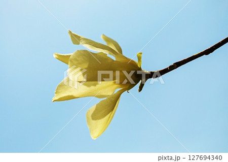 家の周りの草花 四季の色々 公園の木々に白く美しい小さなコブシの花が咲き始めなした 家の周りの草花 四季の色々 公園の木々に白く美しい小さなコブシの花が咲き始めなした 127694340