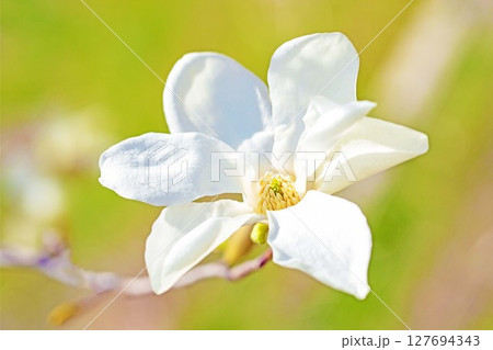 家の周りの草花 四季の色々 公園の木々に白く美しい小さなコブシの花が咲き始めなした 家の周りの草花 四季の色々 公園の木々に白く美しい小さなコブシの花が咲き始めなした 127694343