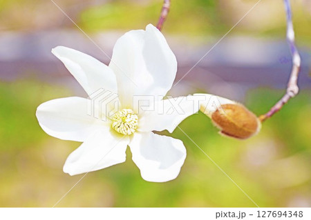 家の周りの草花　四季の色々　公園の木々に白く美しい小さなコブシの花が咲き始めなした 127694348