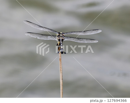 葦に止まるサナエトンボ科ウチワヤンマ♀ 127694366