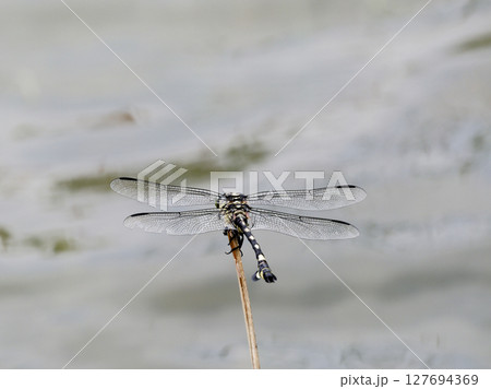 葦に止まるサナエトンボ科ウチワヤンマ♀ 127694369