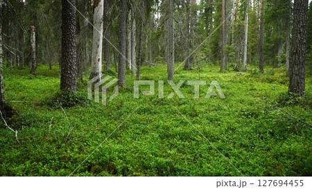 Wide view of wild blueberry bushes in Finnish forest during summer. Peaceful Nordic landscape, natural background for wellness, sustainability, or organic living themes. Copy space. Finland, Lapland Wide view of wild blueberry bushes in Finnish forest during summer. Peaceful Nordic landscape, natural background for wellness, sustainability, or organic living themes. Copy space. Finland, Lapland 127694455