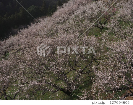 奈良広橋梅林の梅景色 127694603
