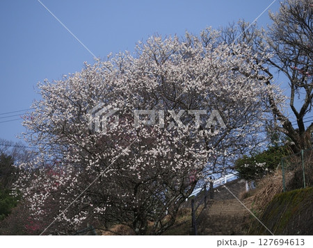 奈良広橋梅林の梅景色 127694613