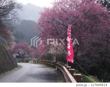 奈良広橋梅林の梅景色 127694614