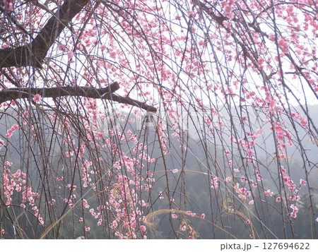 奈良広橋梅林の梅景色 127694622